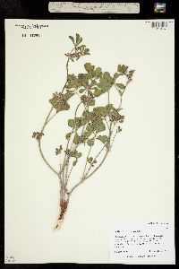 Image of Pediomelum aromaticum