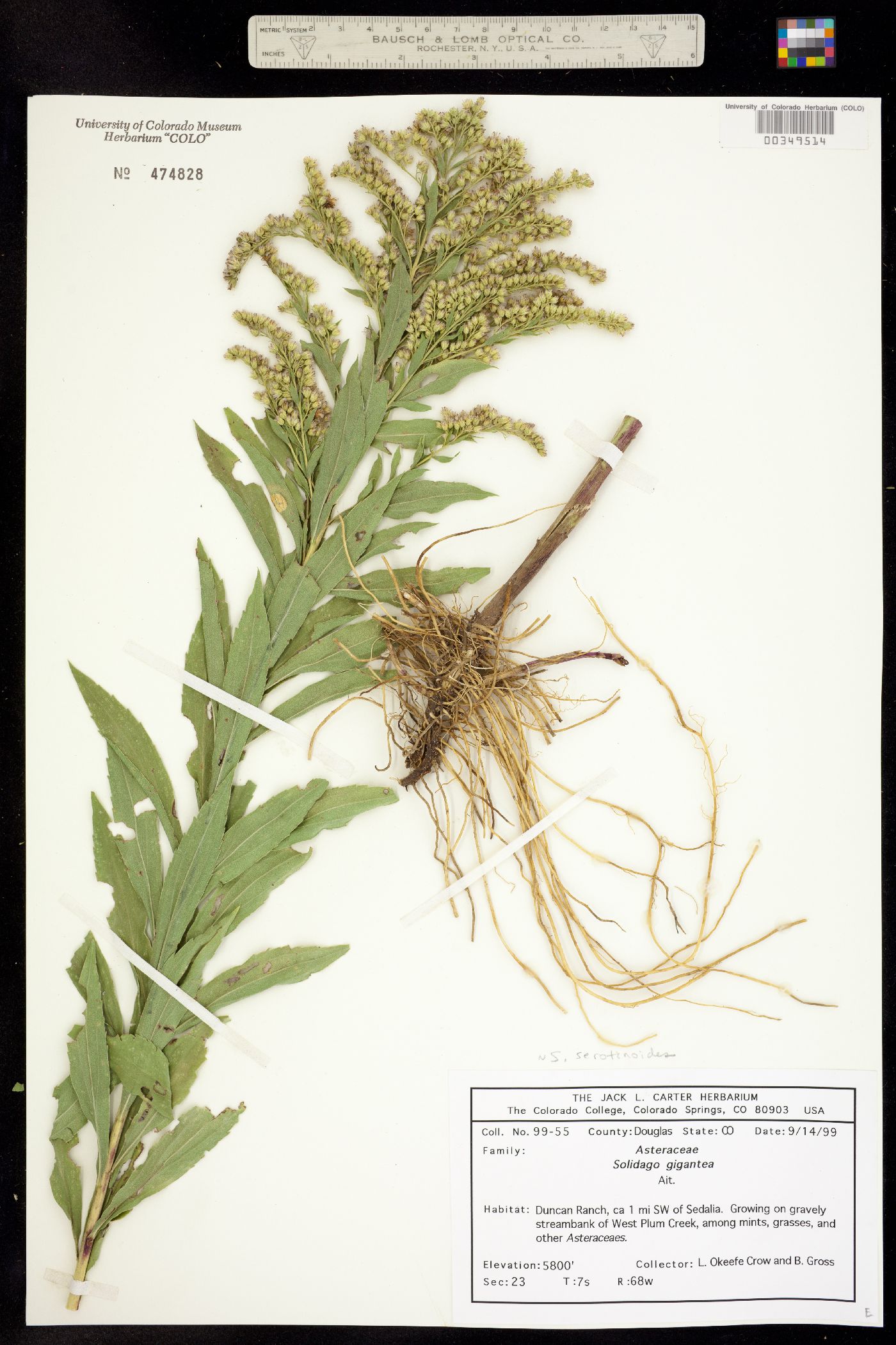 Solidago gigantea image