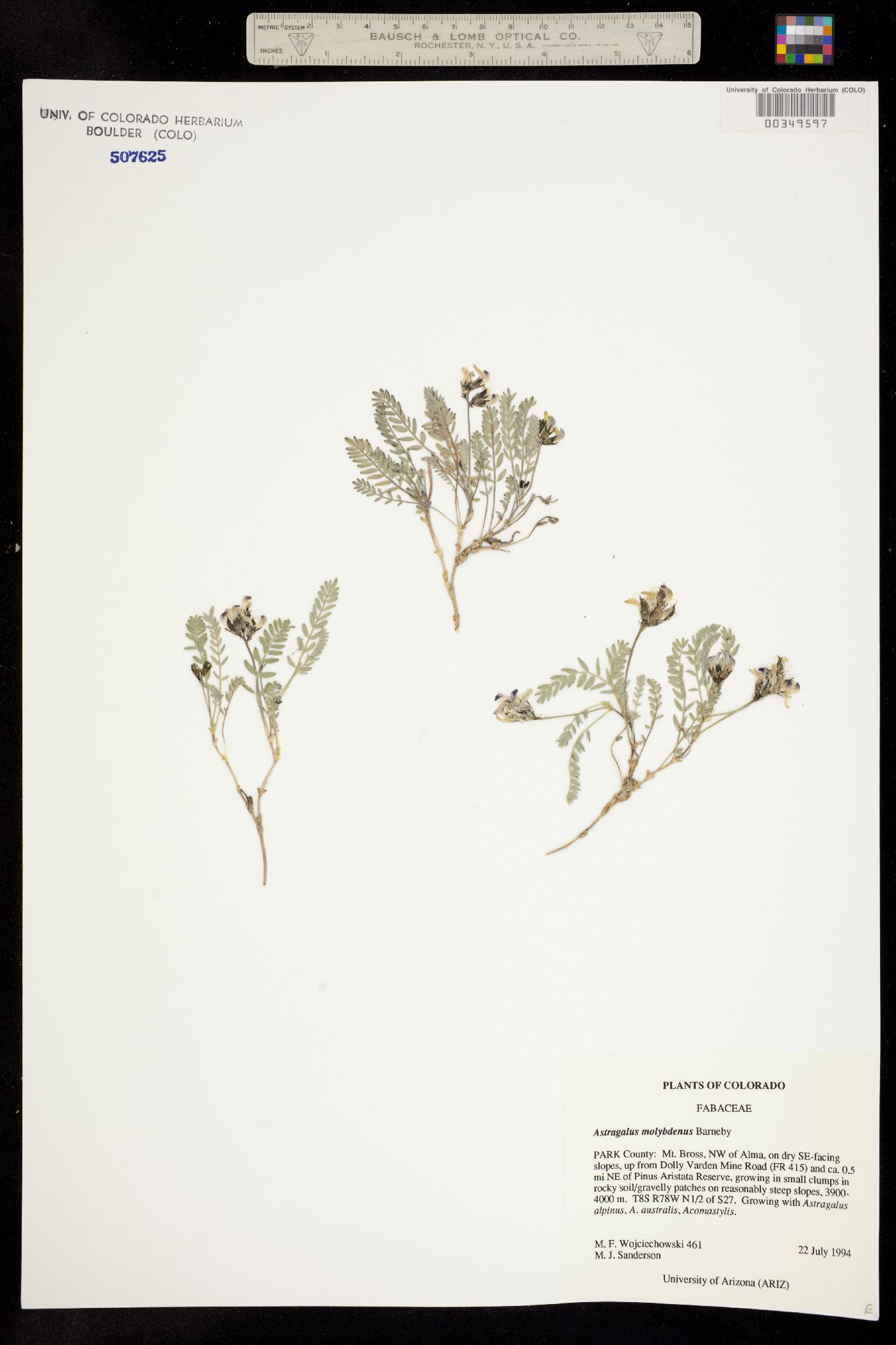 Astragalus molybdenus image