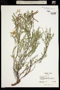 Astragalus scopulorum image