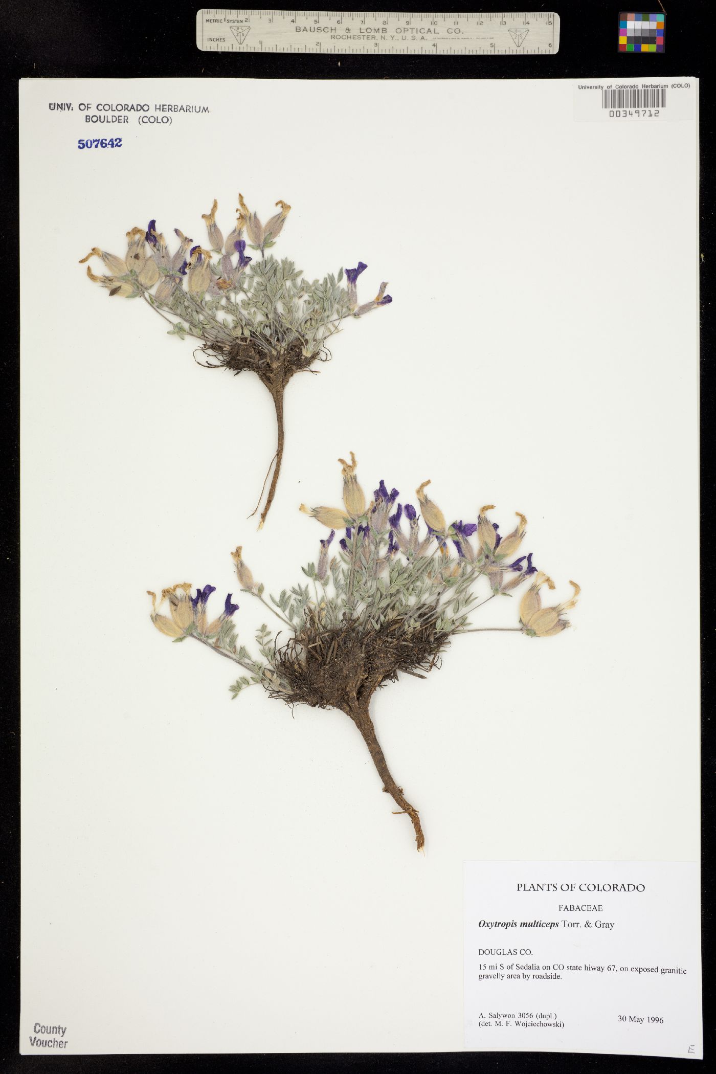 Oxytropis multiceps image