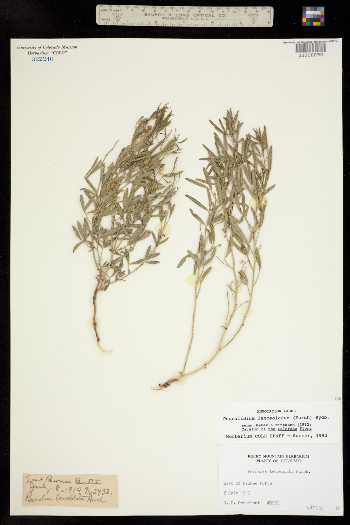 Psoralidium lanceolatum image