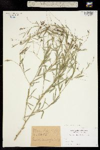 Image of Pediomelum linearifolium