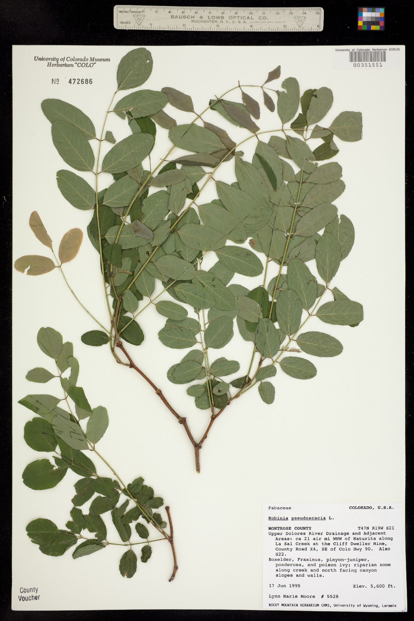 Robinia pseudoacacia image