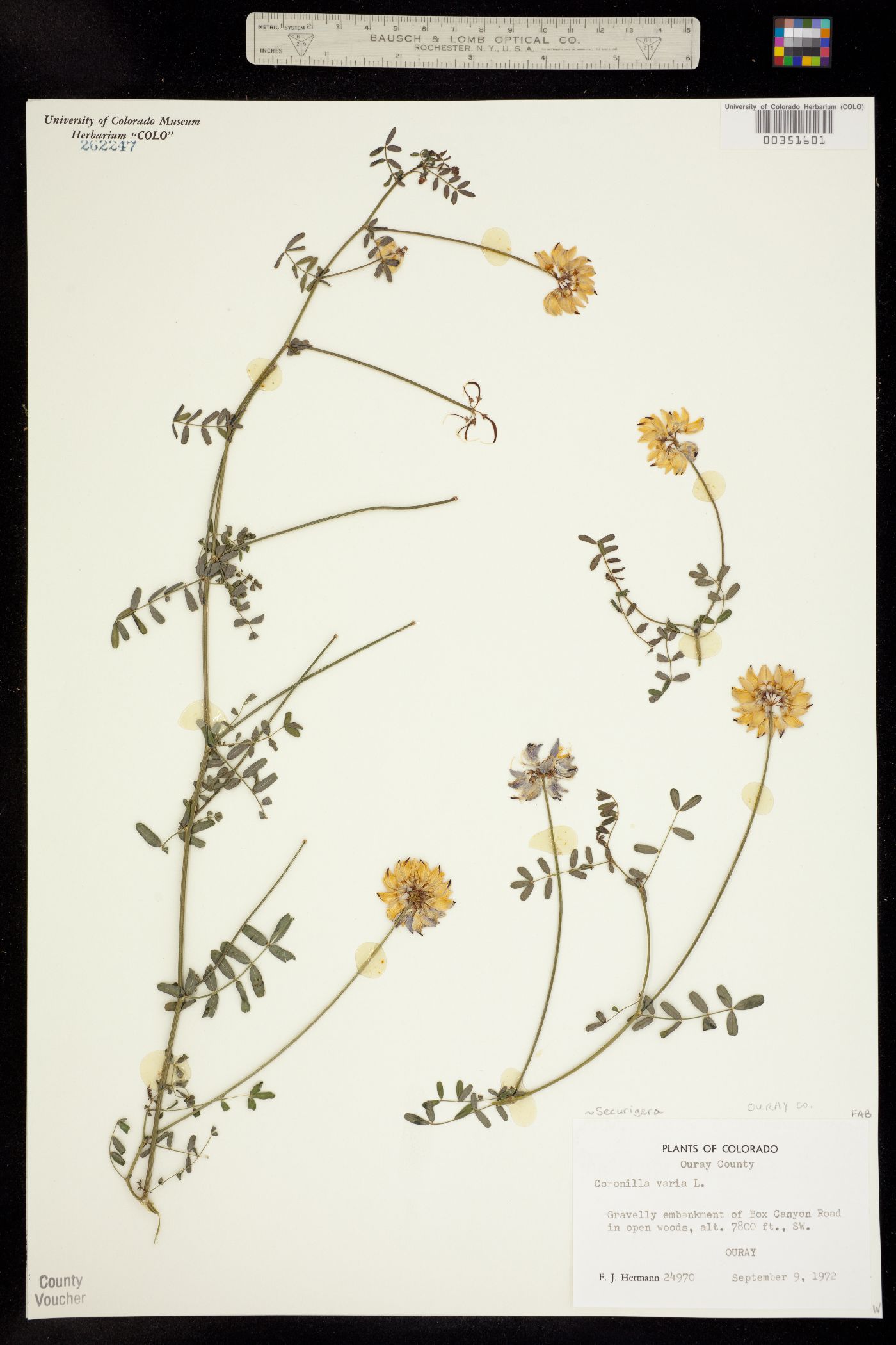 Securigera varia image