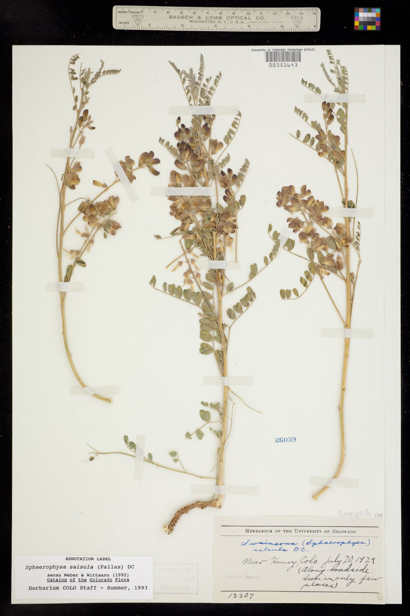 Sphaerophysa image