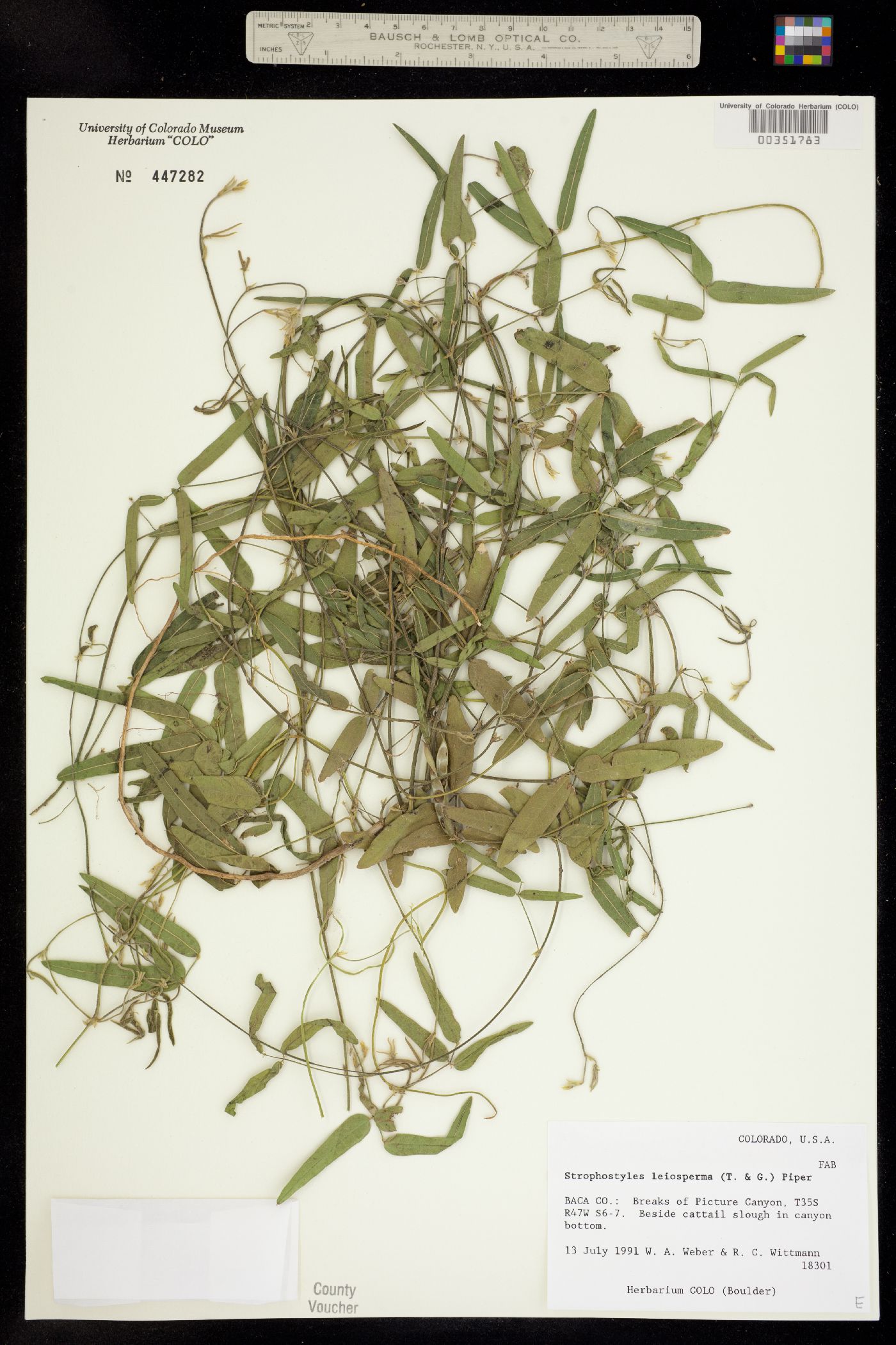 Strophostyles leiosperma image