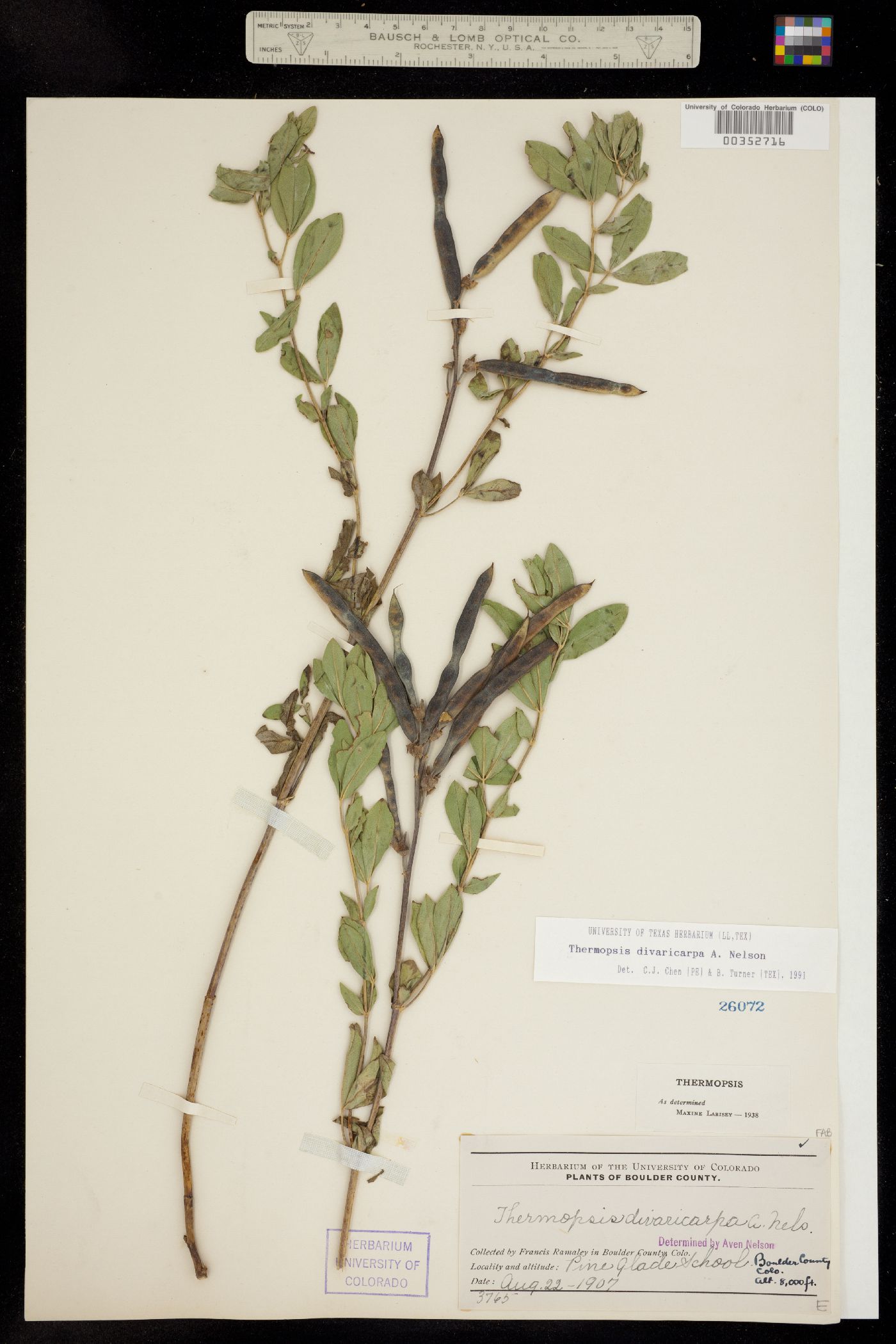 Thermopsis divaricarpa image