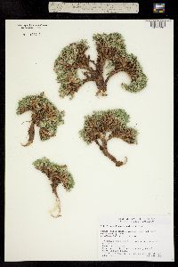 Trifolium andinum image