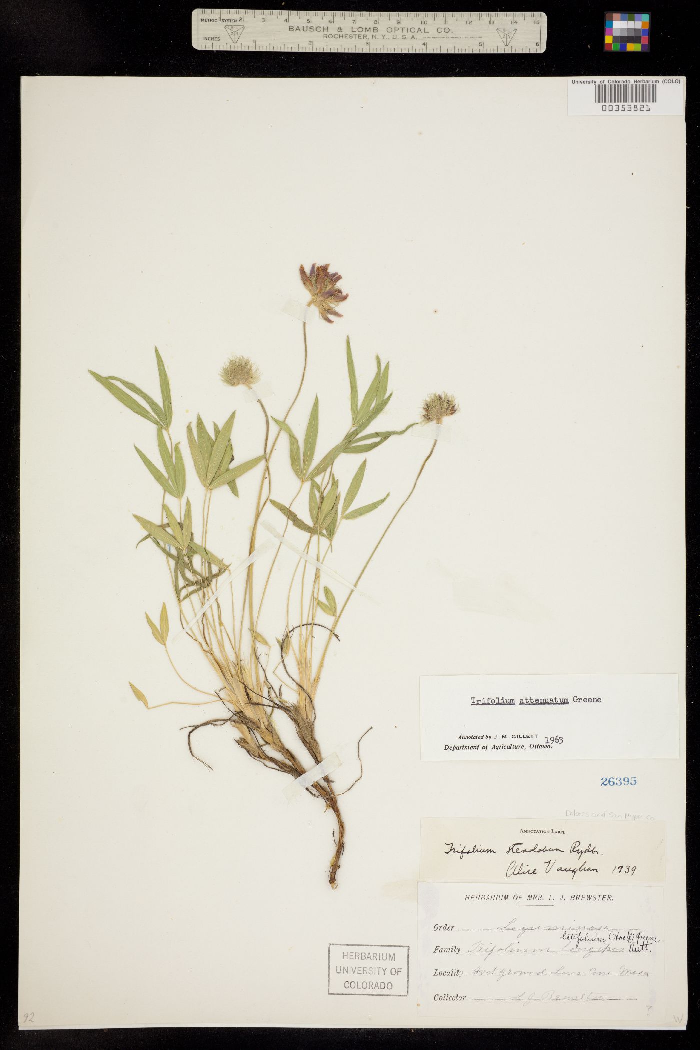 Trifolium attenuatum image