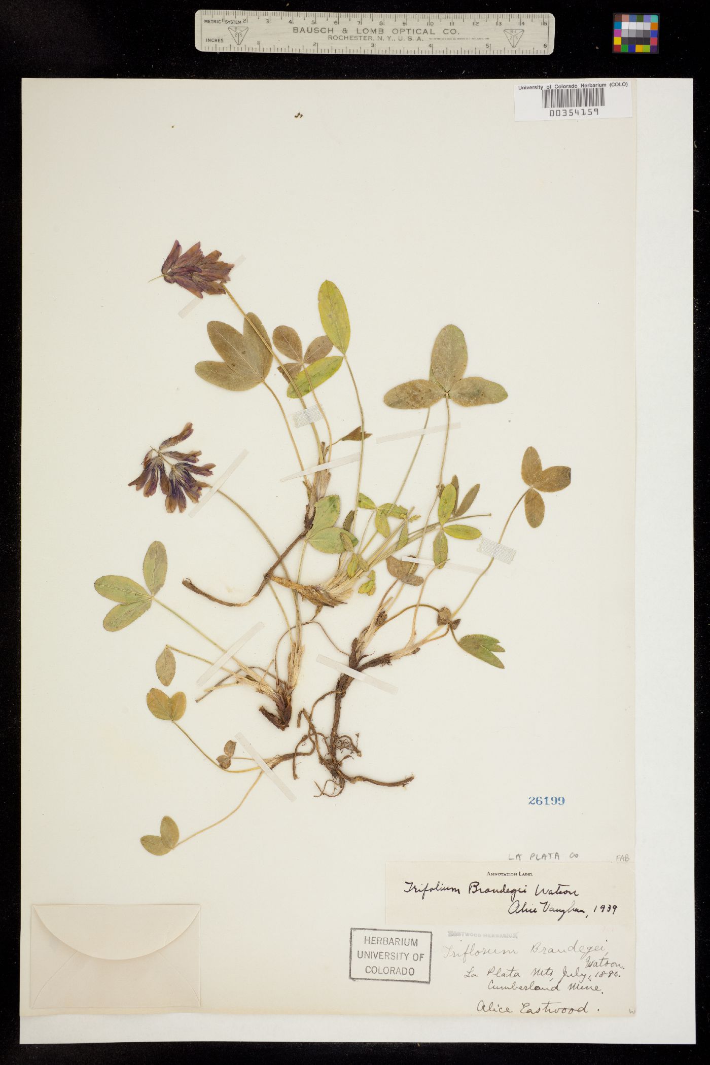 Trifolium brandegei image
