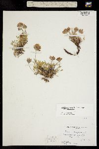 Trifolium dasyphyllum image
