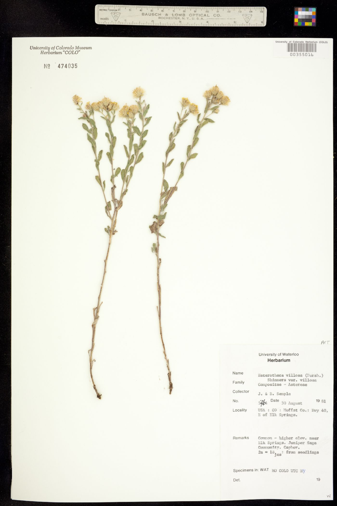 Heterotheca villosa var. villosa image