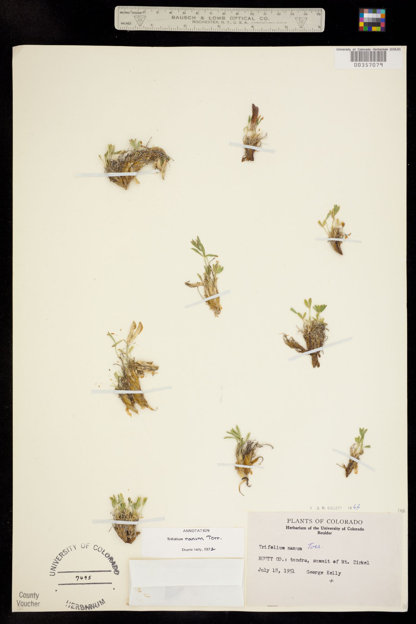 Trifolium nanum image