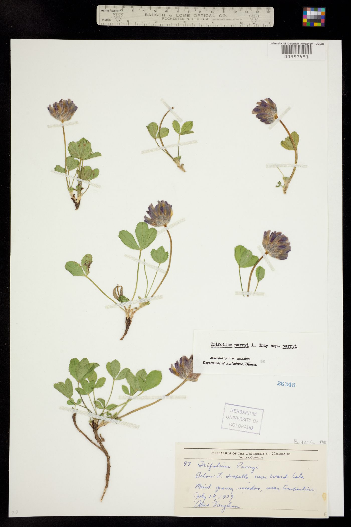 Trifolium parryi image