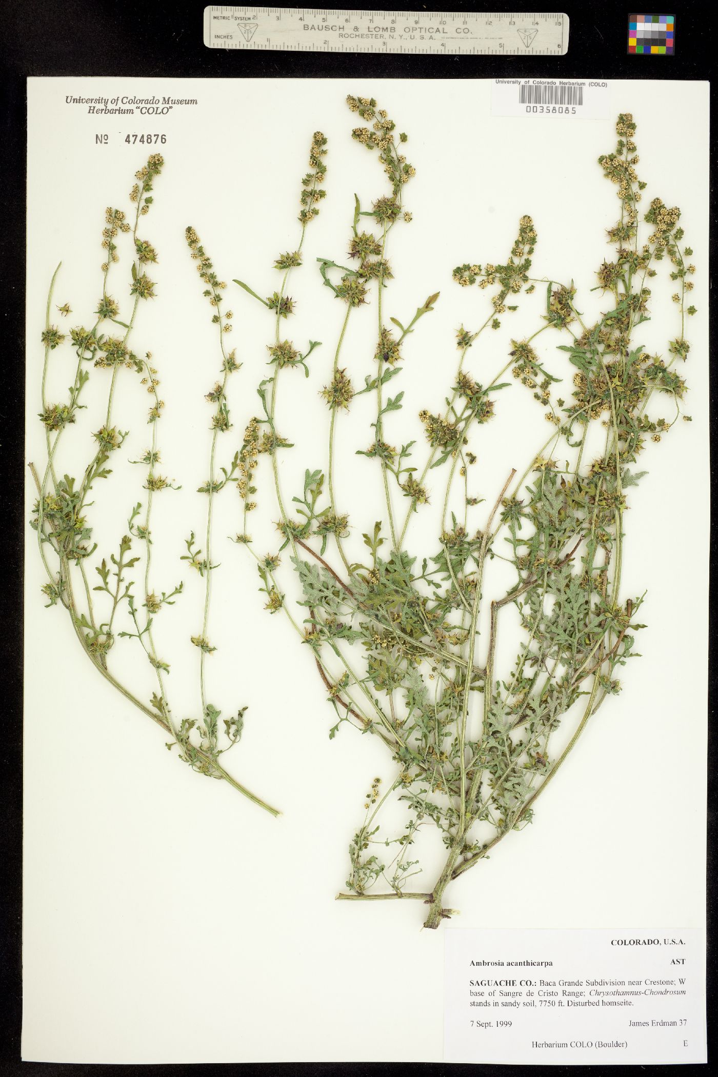 Ambrosia acanthicarpa image