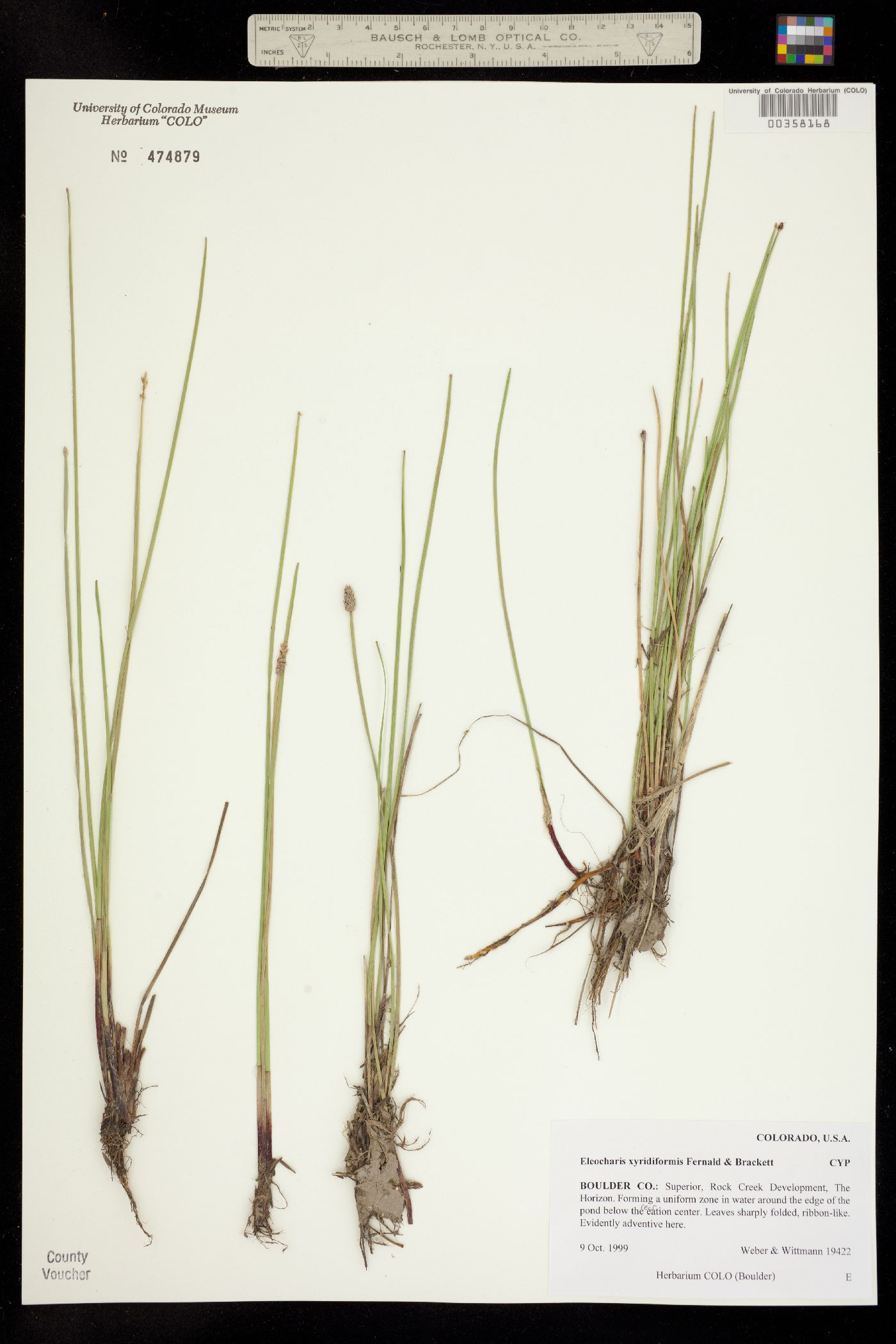 Eleocharis macrostachya image