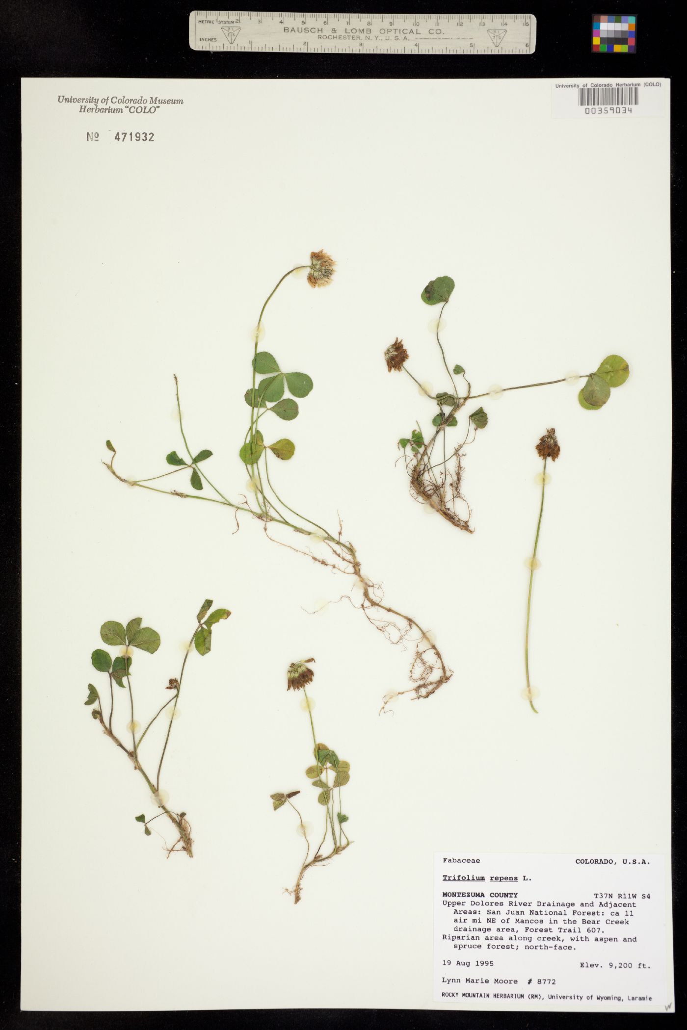 Trifolium image