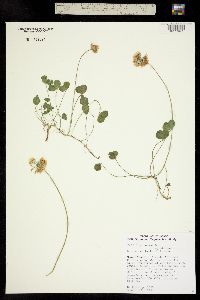 Trifolium repens image