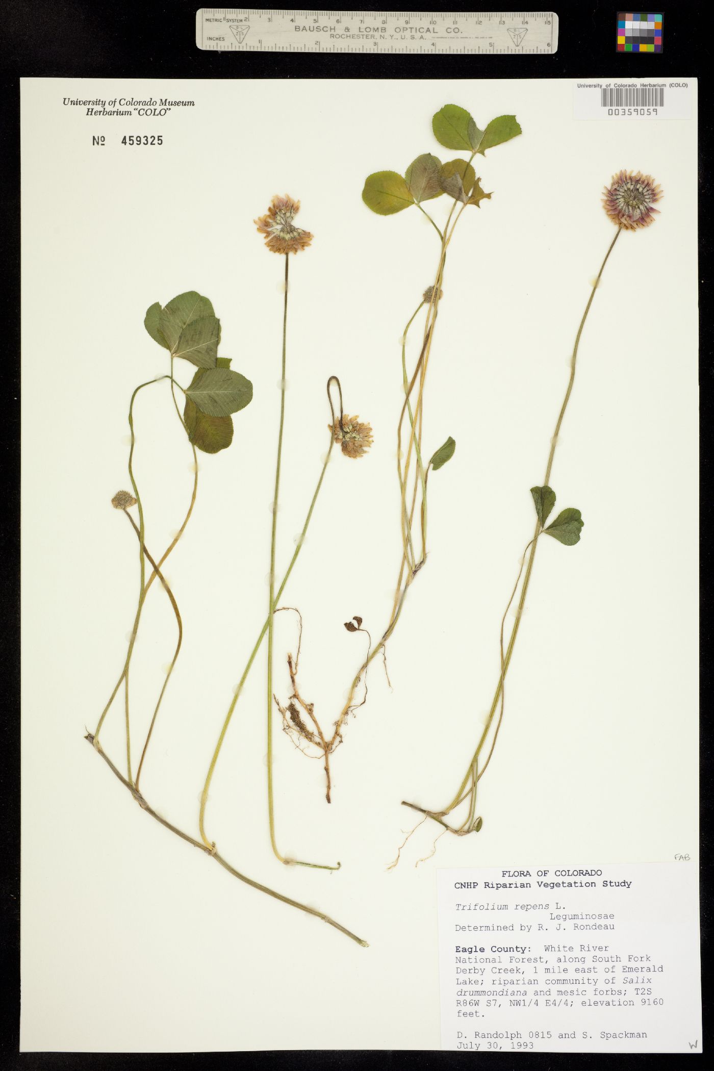 Trifolium repens image