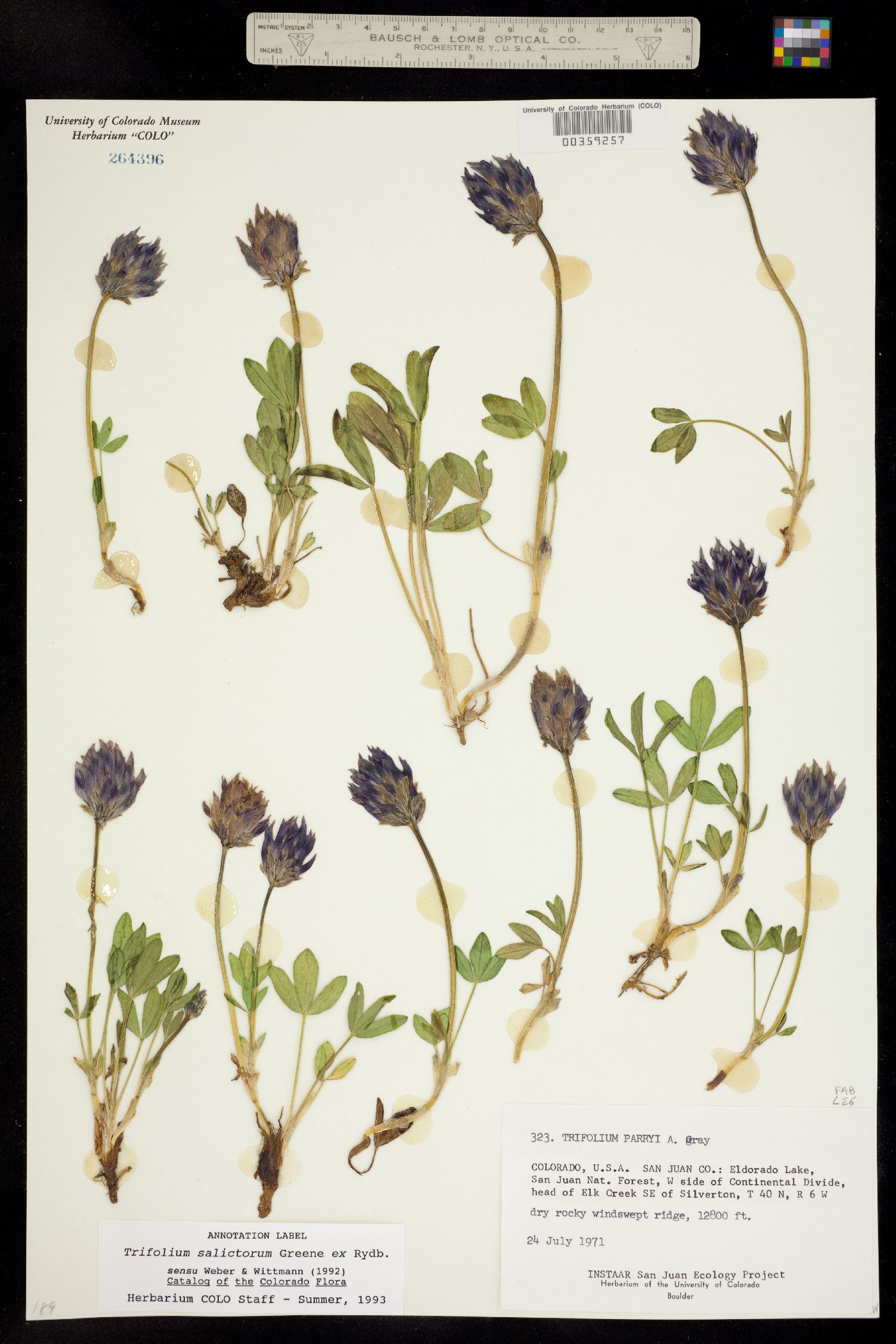 Trifolium parryi ssp. salictorum image