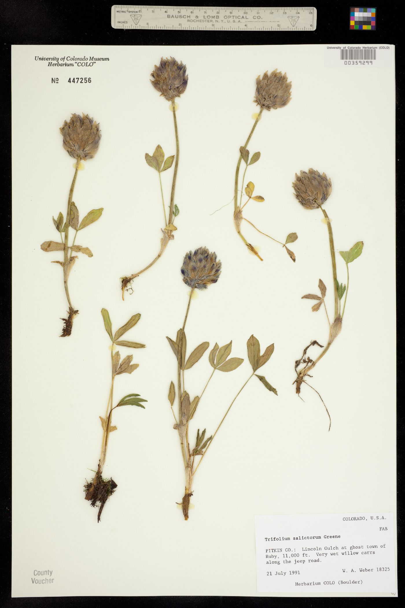 Trifolium parryi ssp. salictorum image