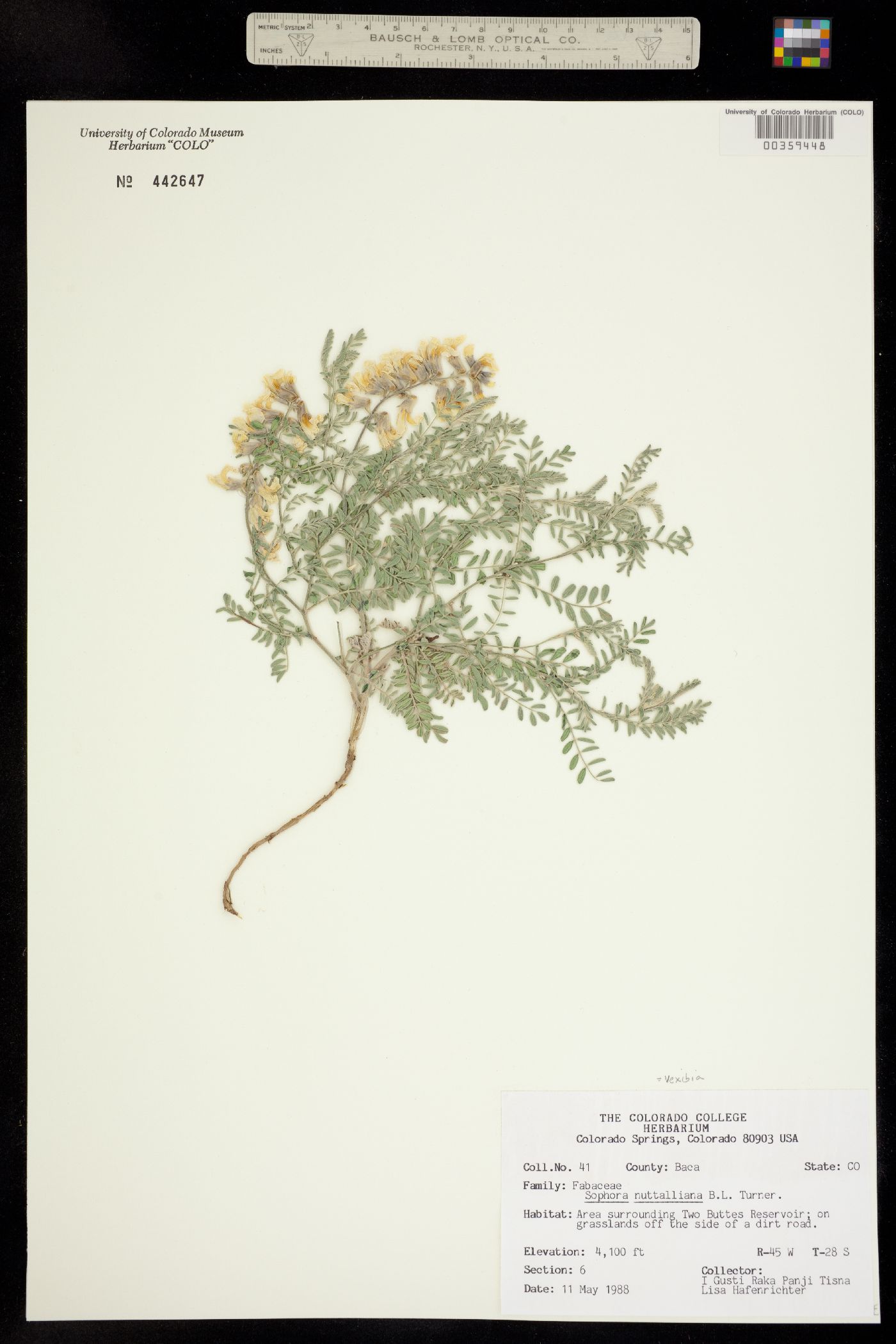 Sophora image