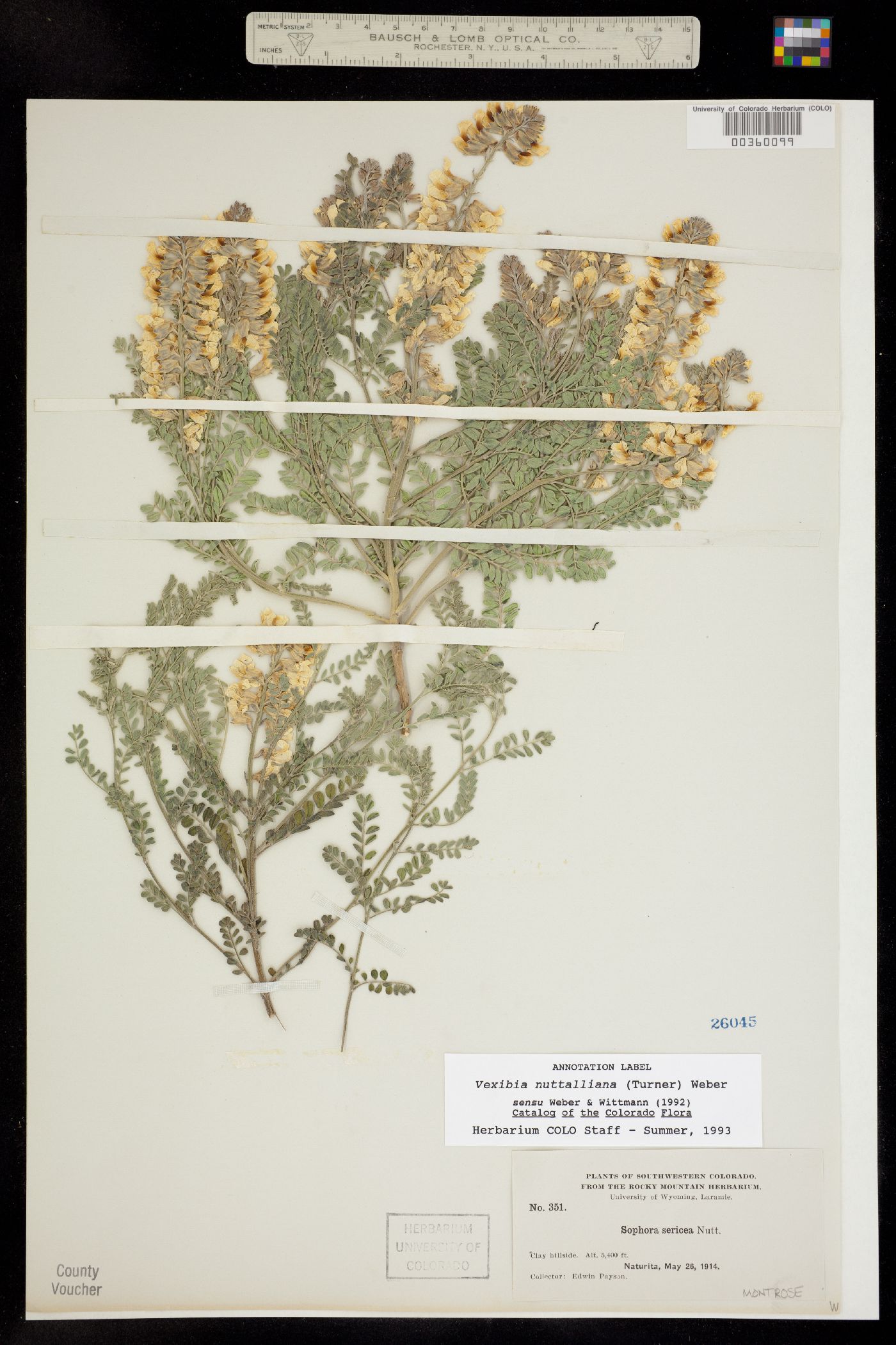 Sophora image