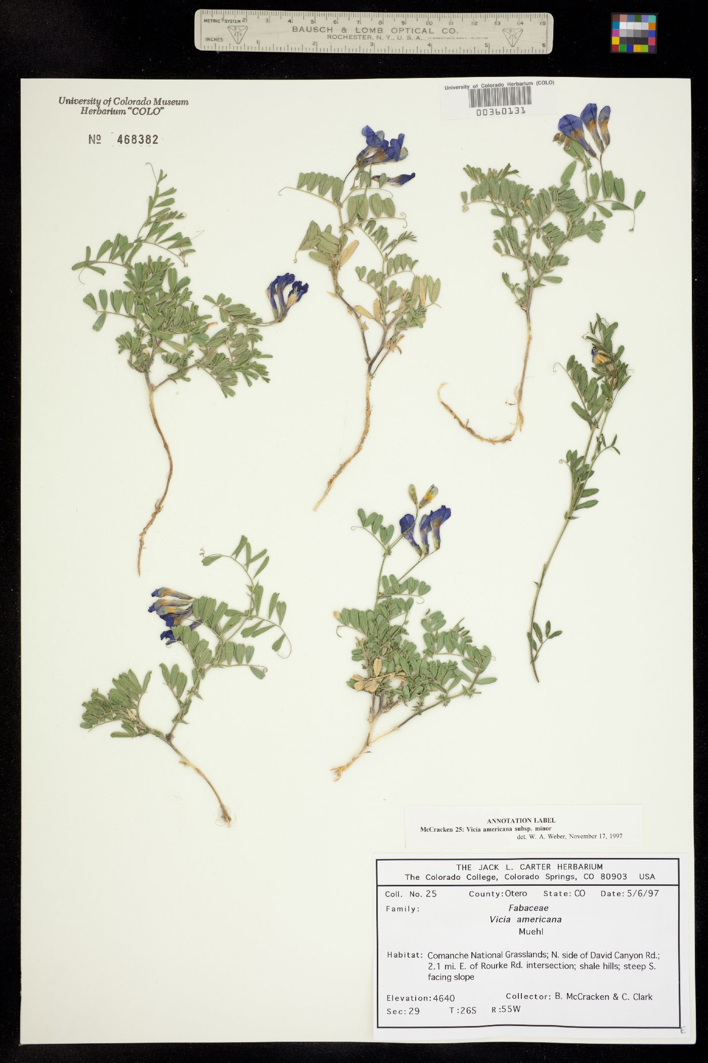 Vicia americana image