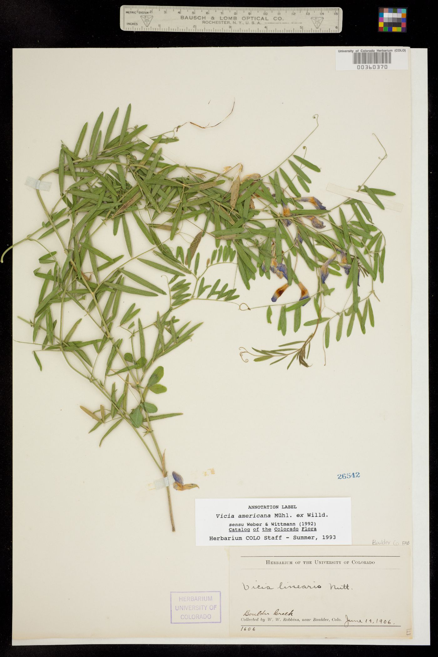 Vicia americana image