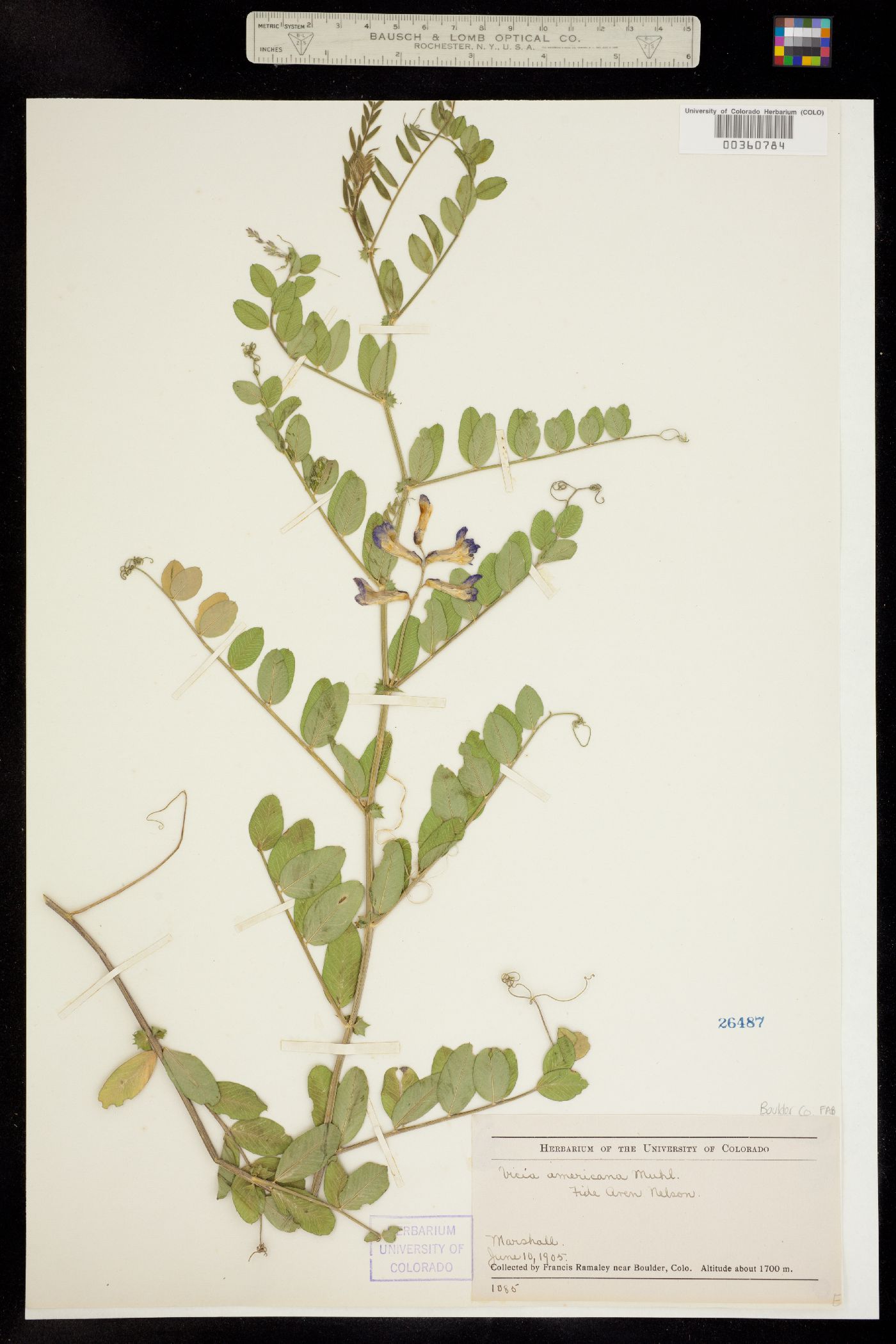Vicia image