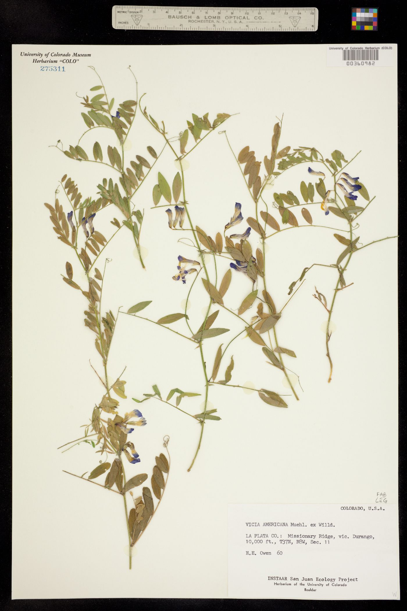 Vicia americana image