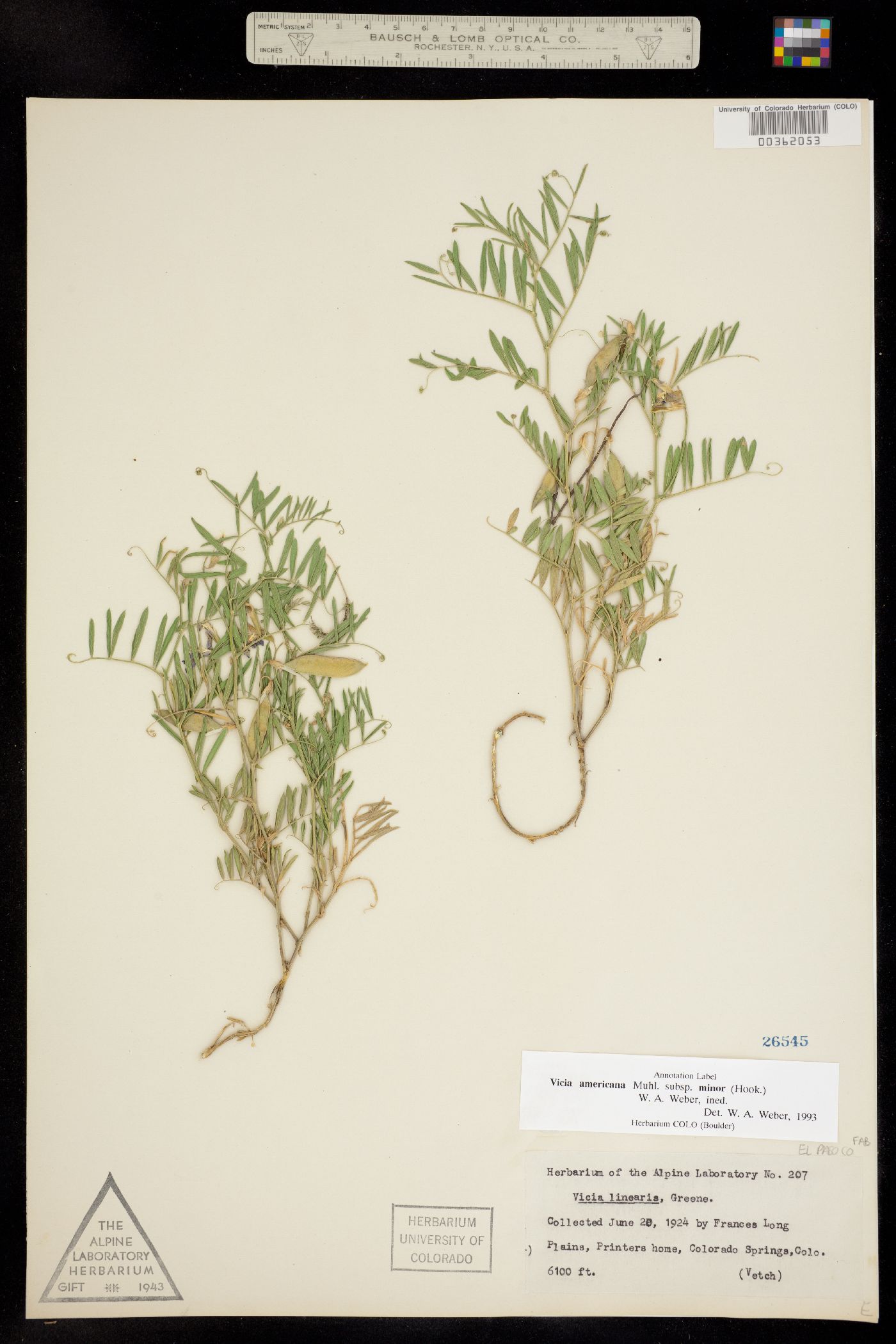 Vicia americana image