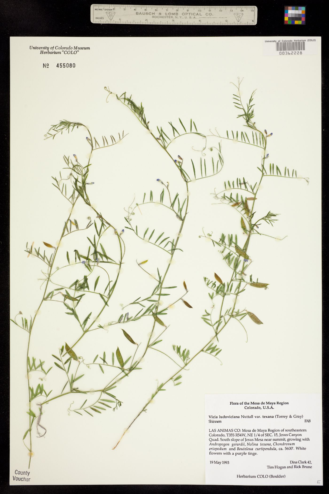 Vicia ludoviciana var. ludoviciana image