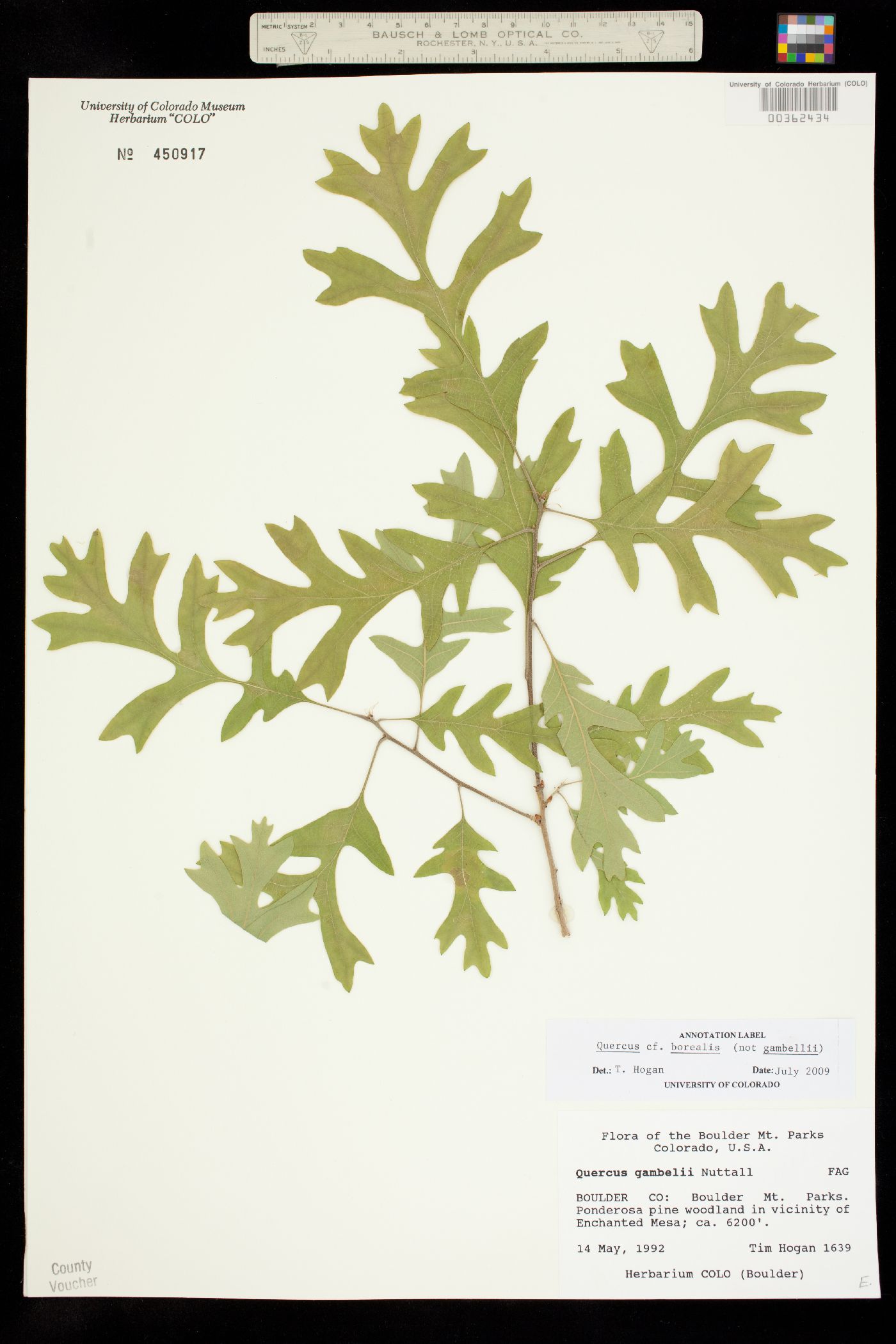 Quercus rubra image