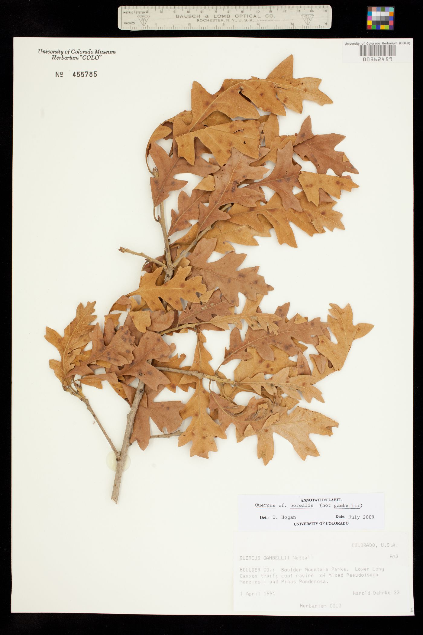 Quercus rubra image