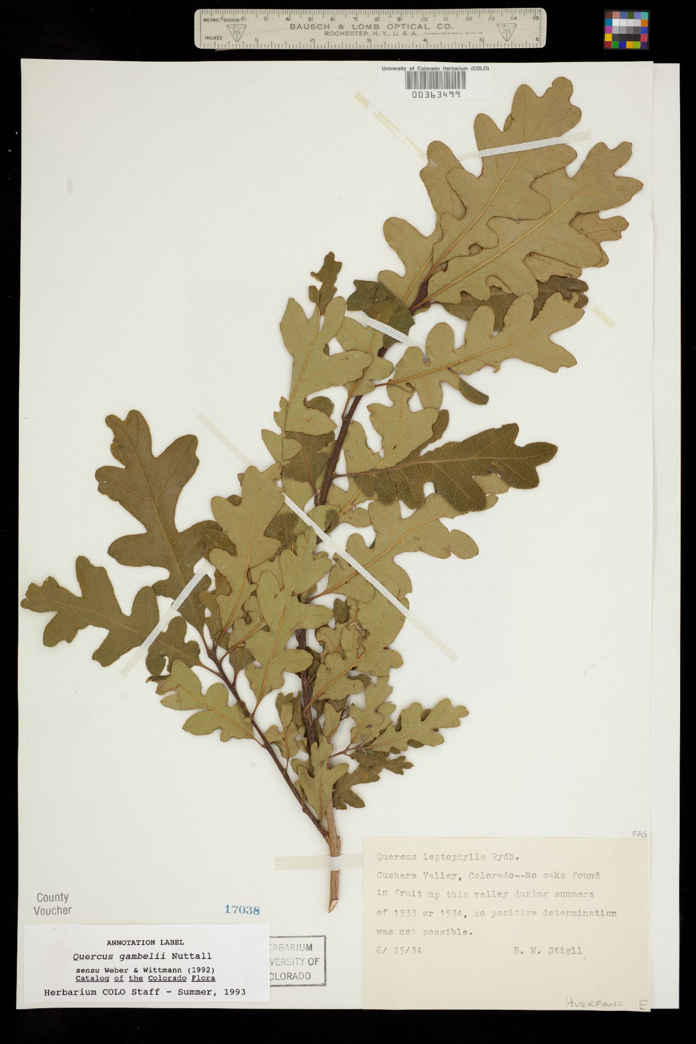 Quercus gambelii image
