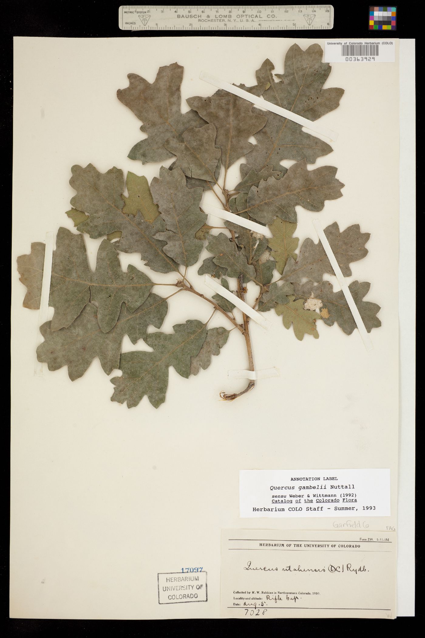 Quercus gambelii image