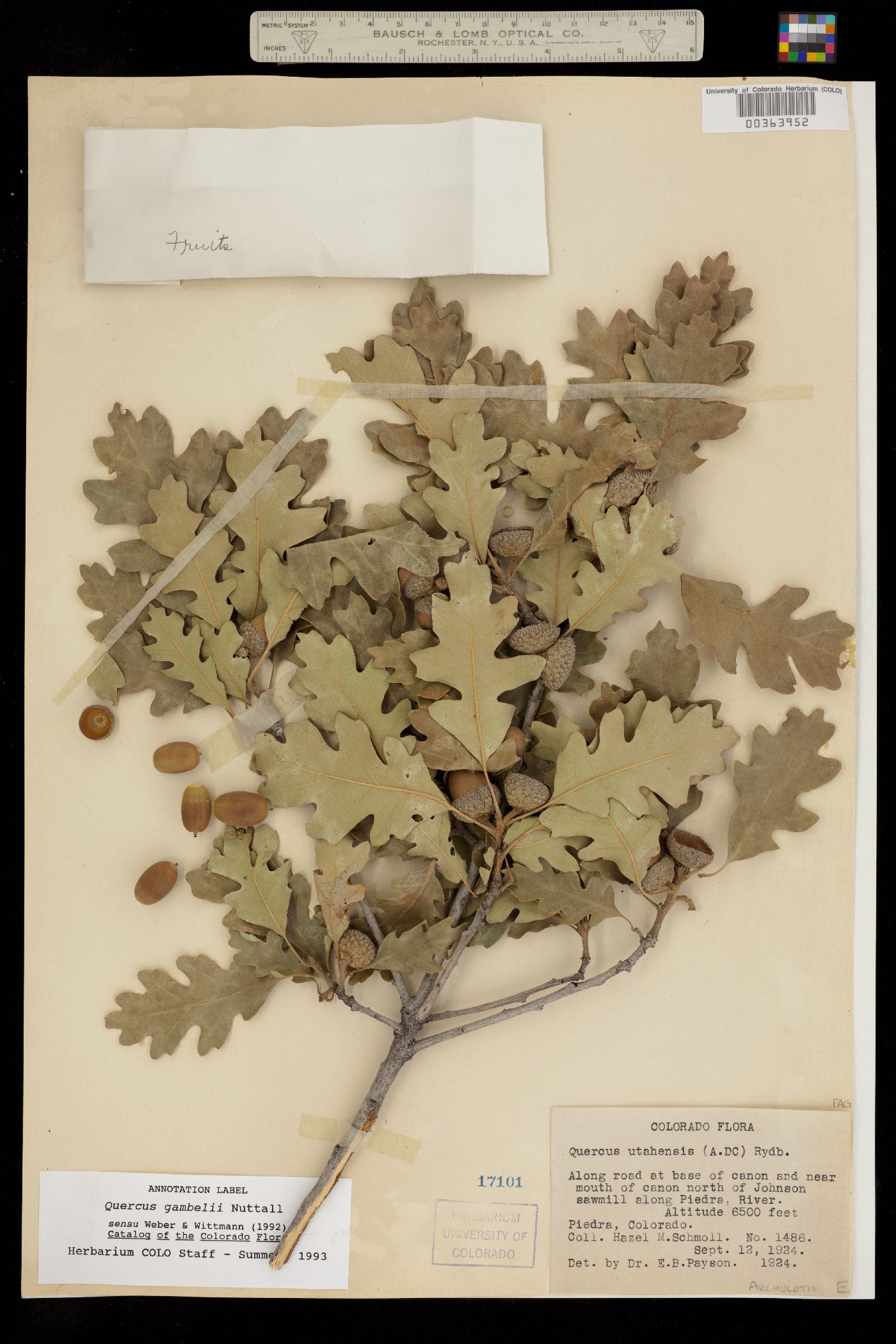 Quercus gambelii image