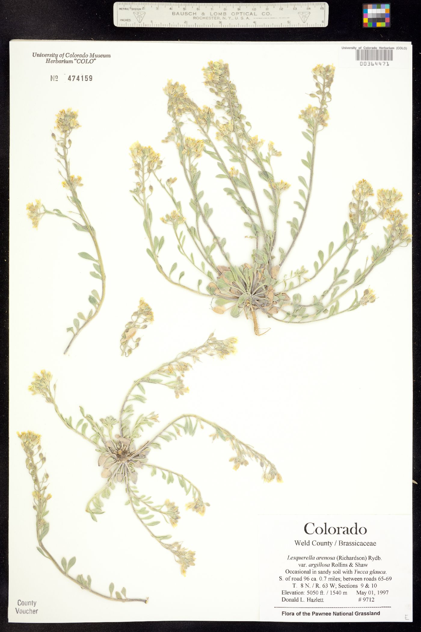 Physaria arenosa image