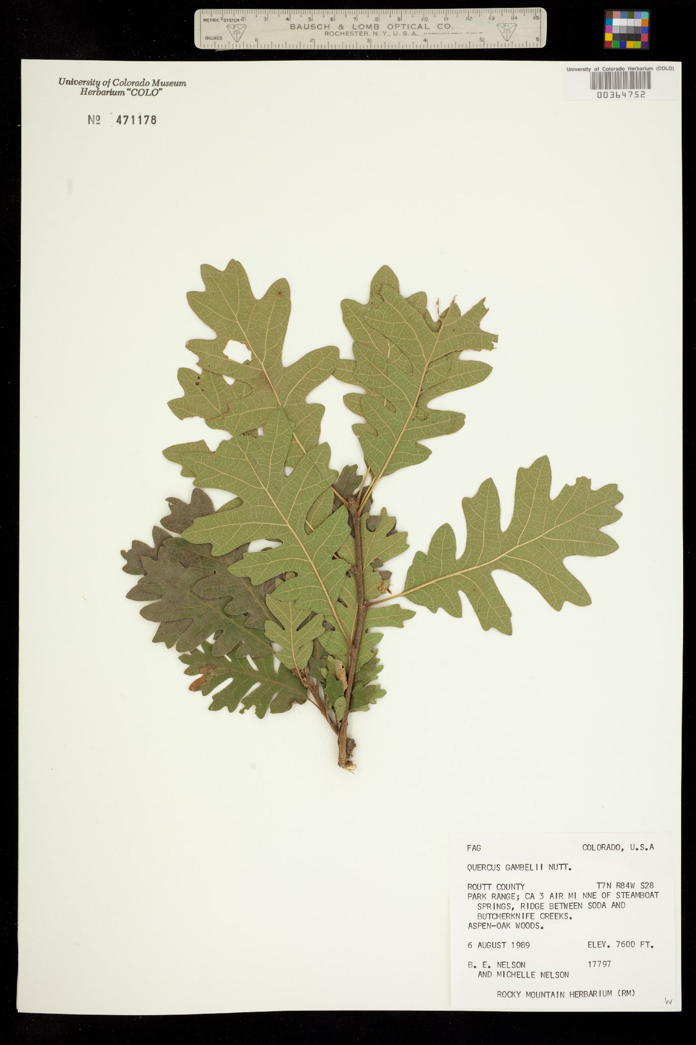 Quercus gambelii image