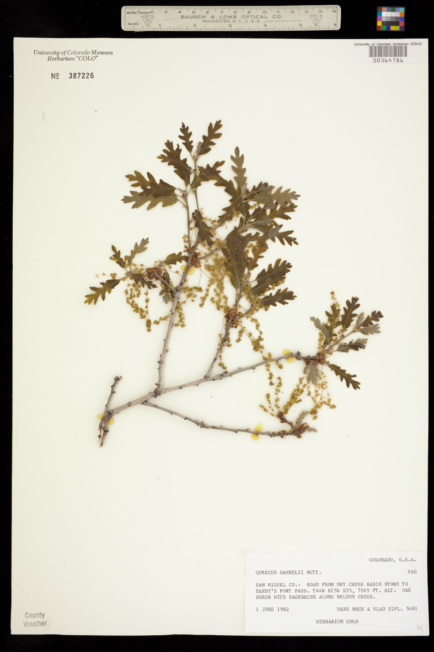 Quercus gambelii image