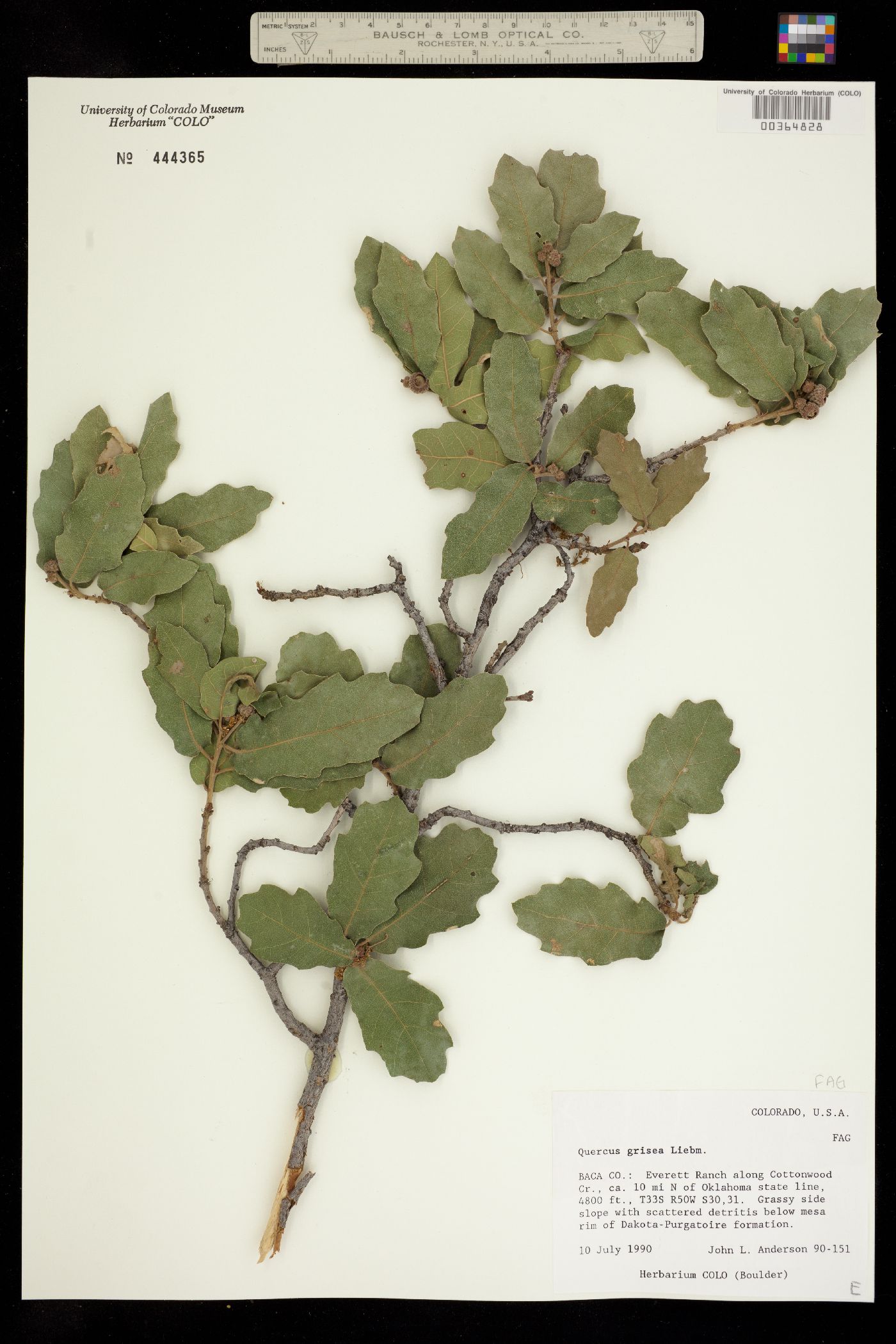 Quercus grisea image