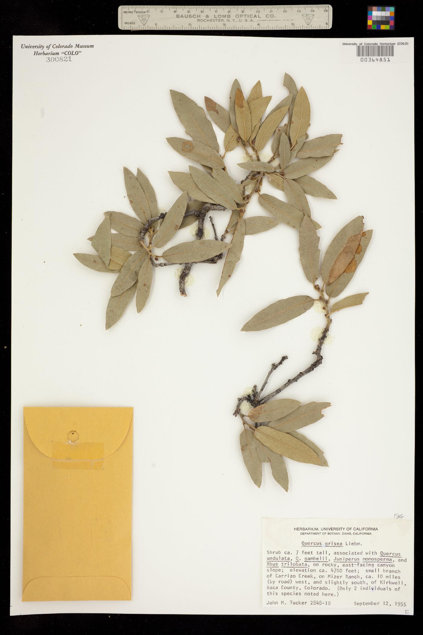 Quercus grisea image