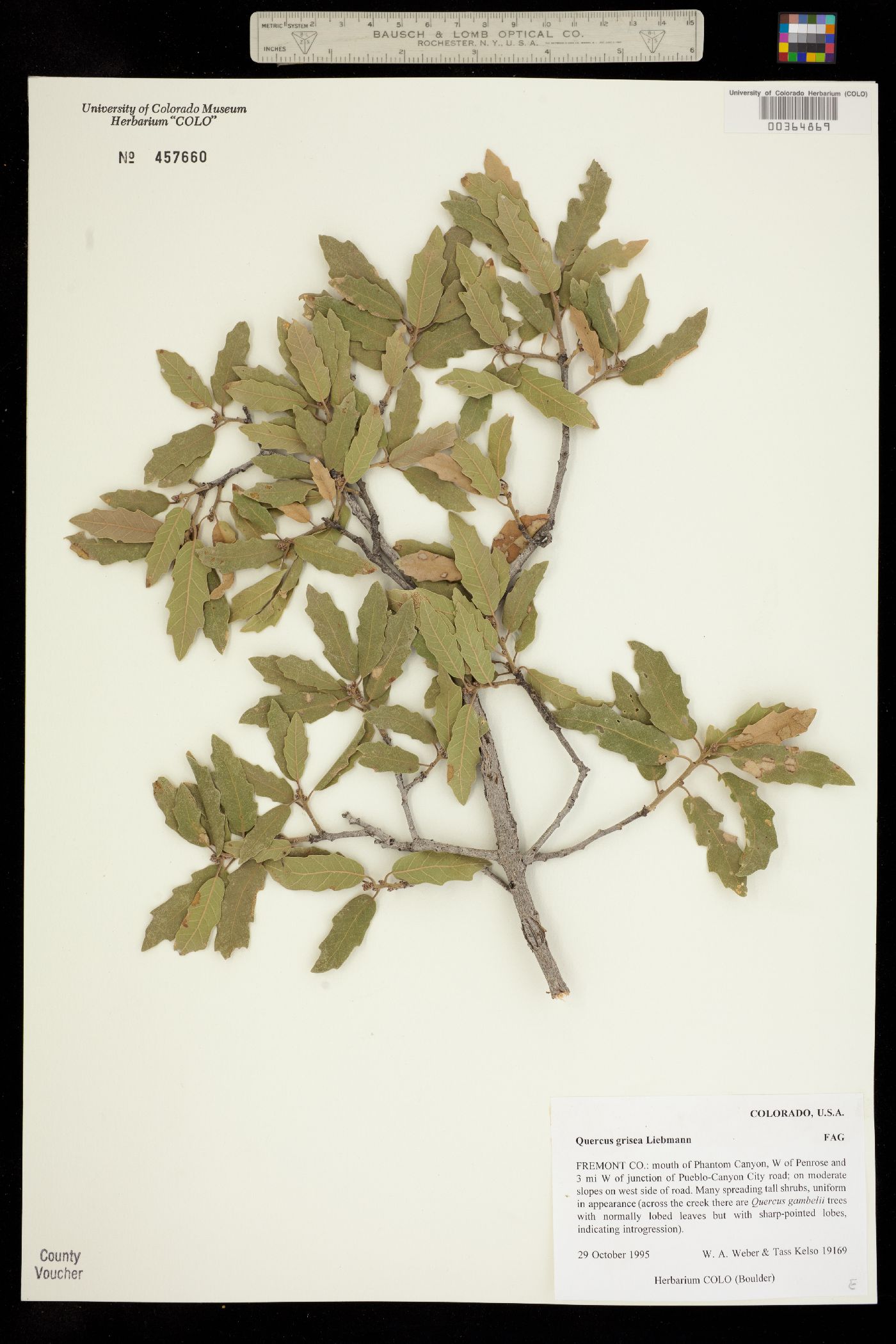 Quercus grisea image