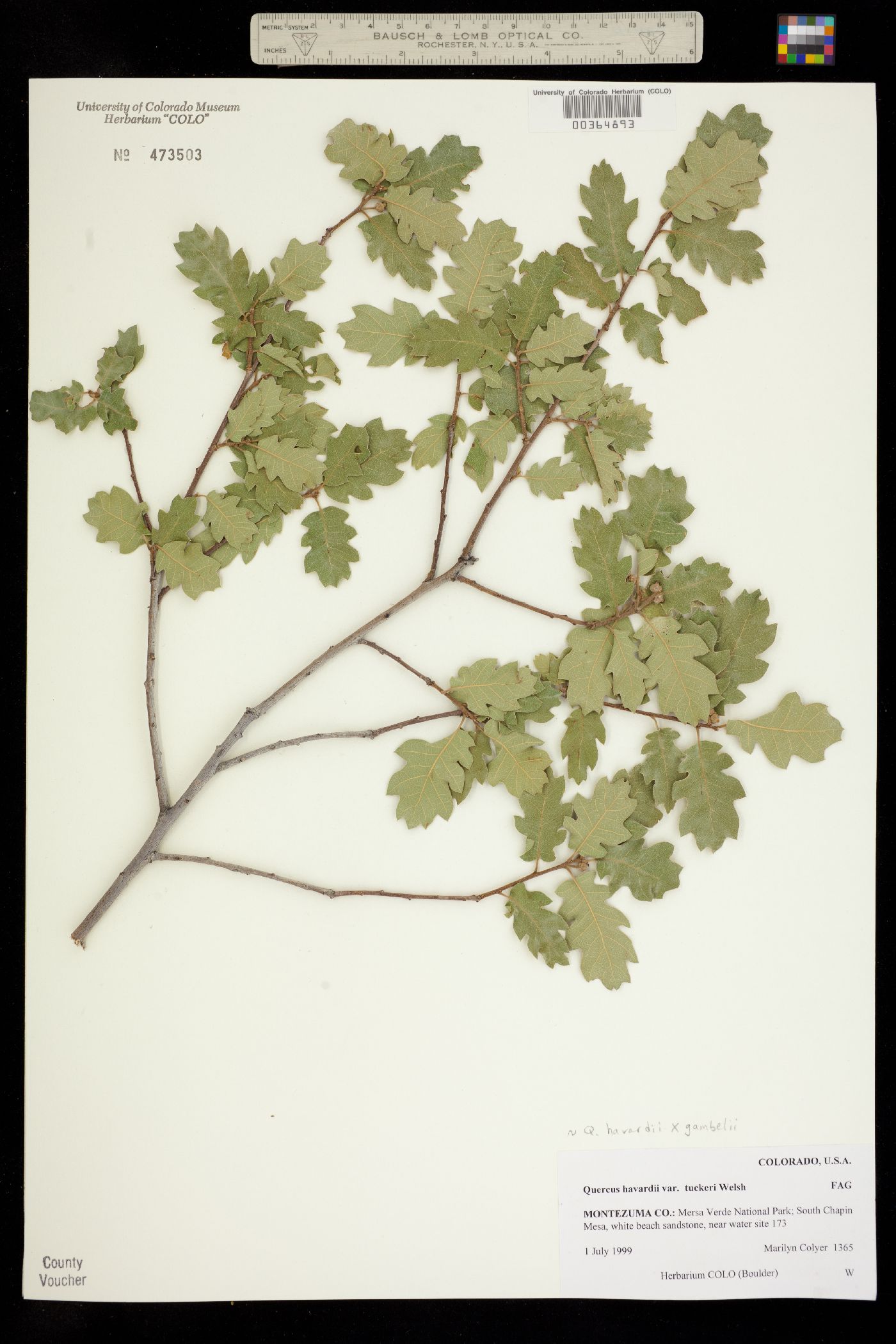 Quercus havardii image