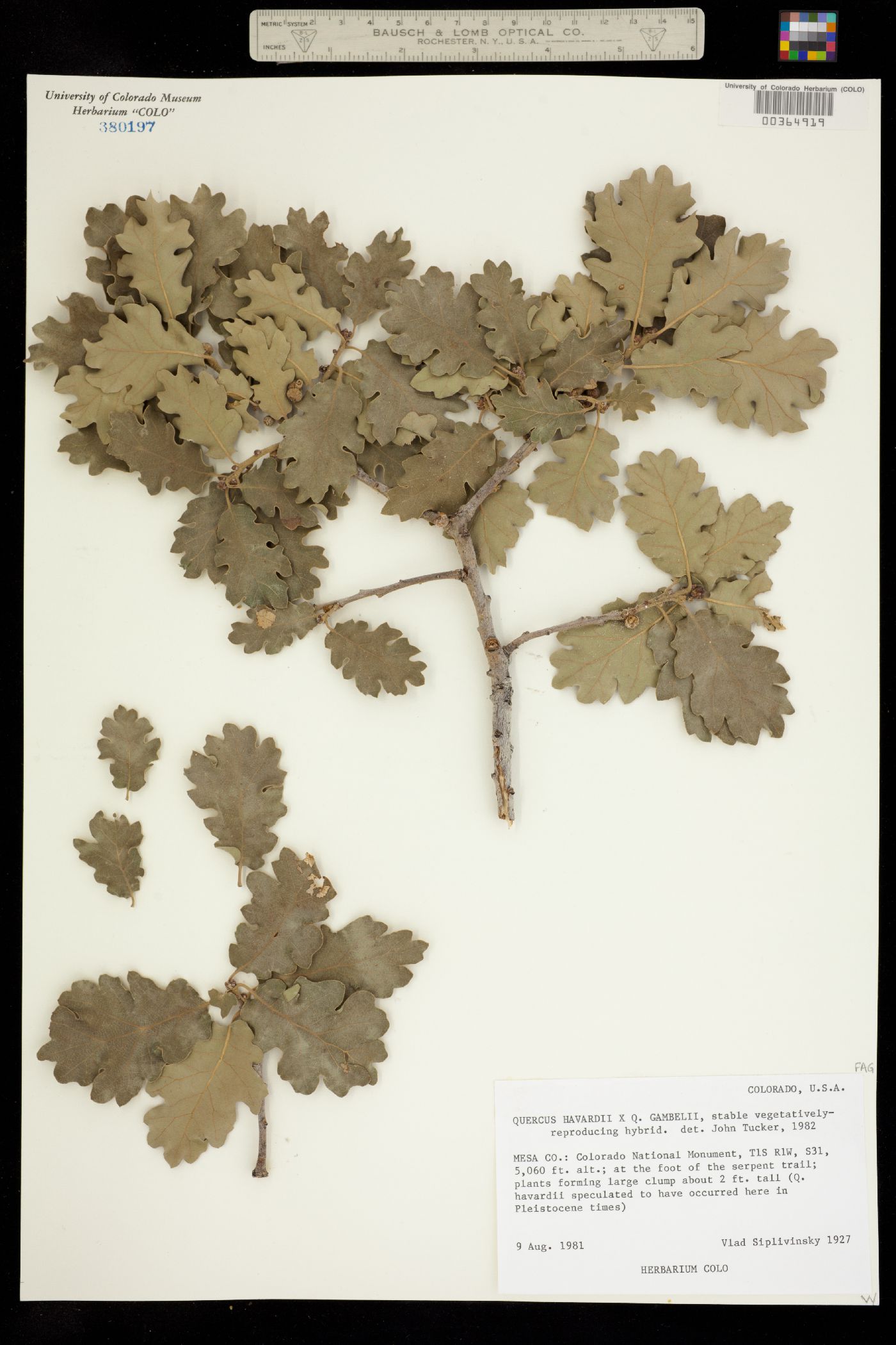 Quercus havardii var. tuckeri image