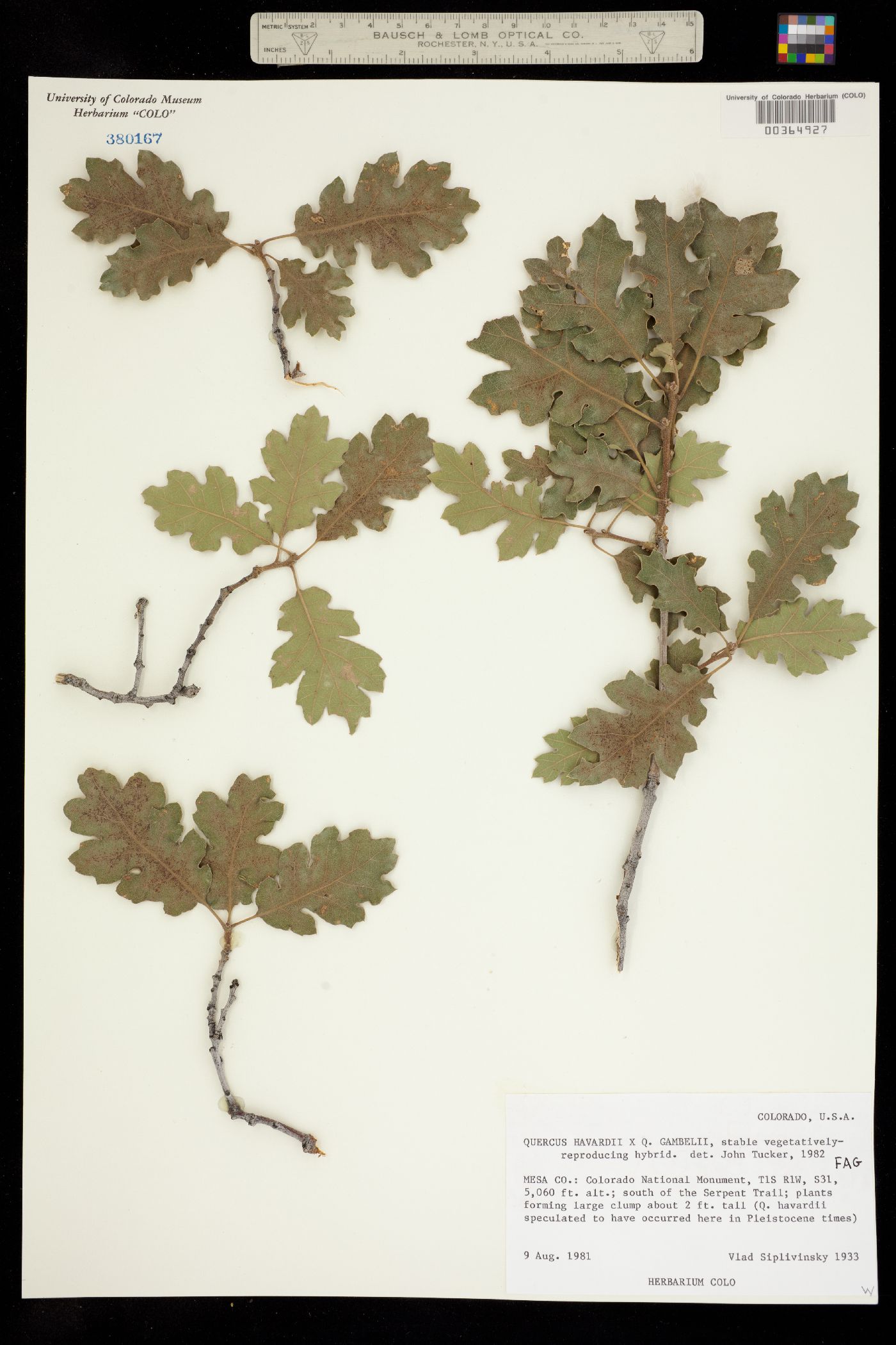 Quercus havardii image