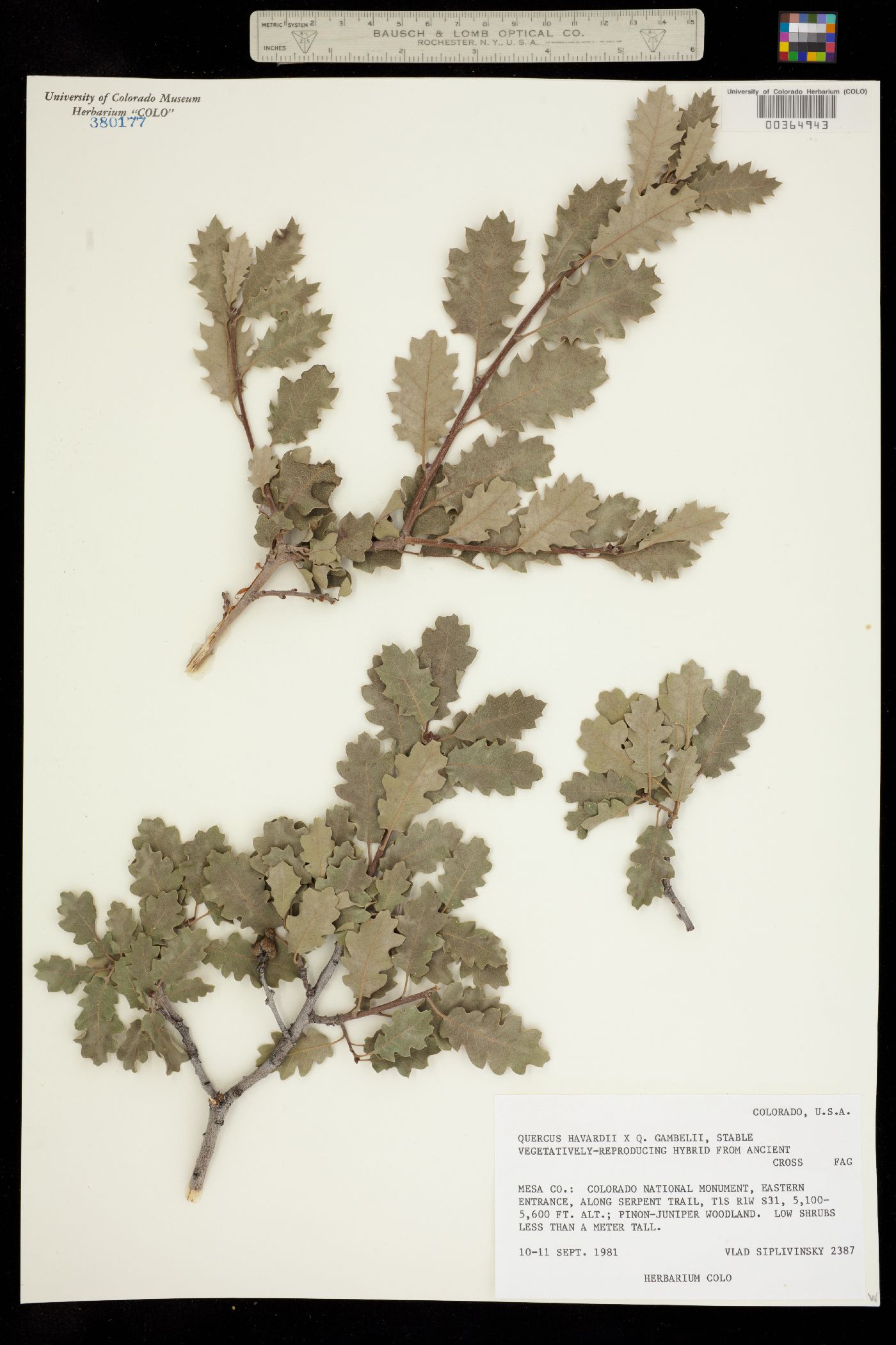 Quercus havardii image