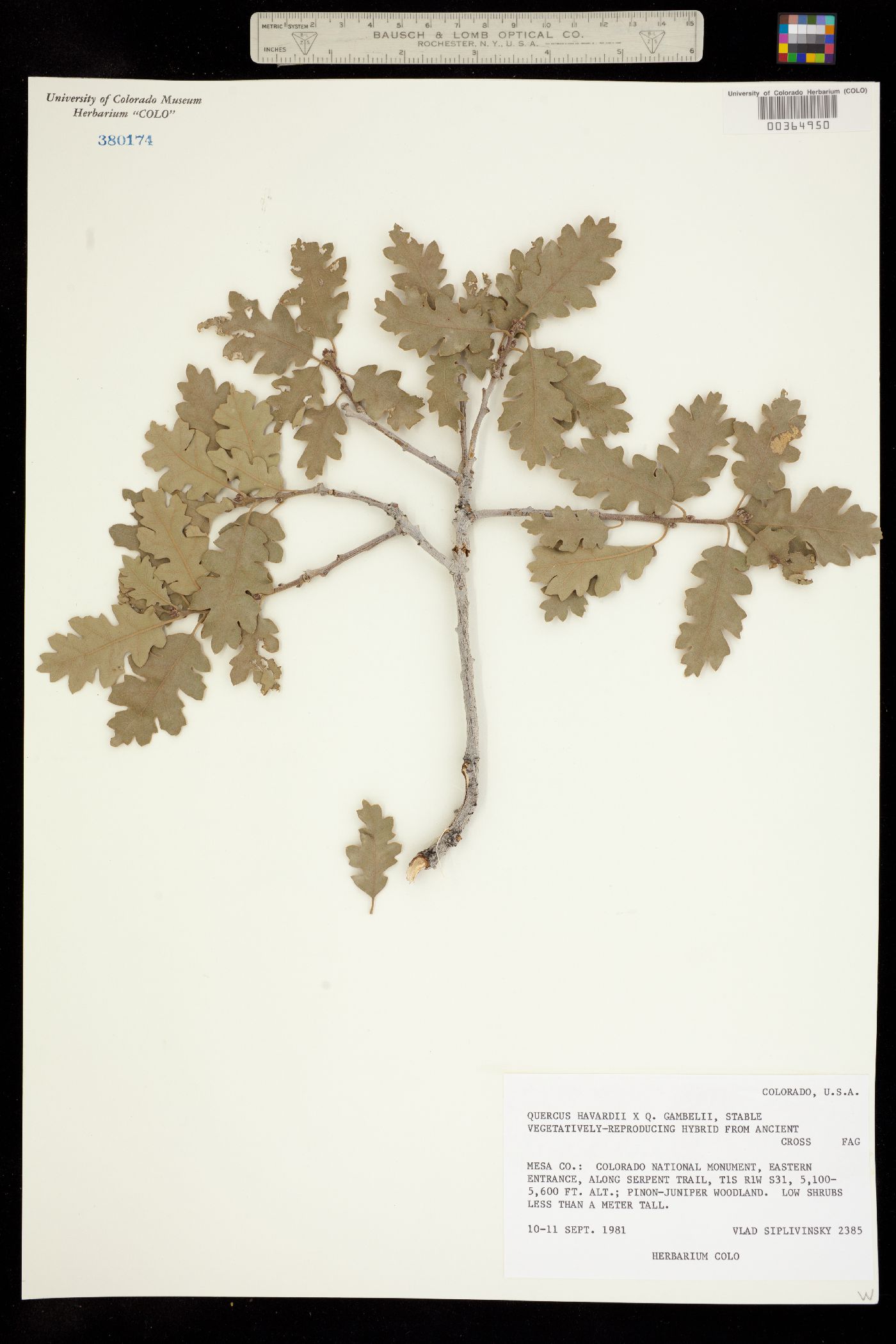 Quercus havardii image